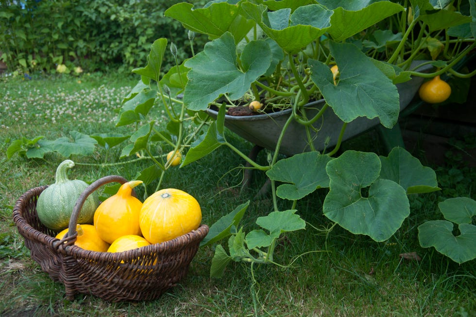 pumpkins in wicker basket