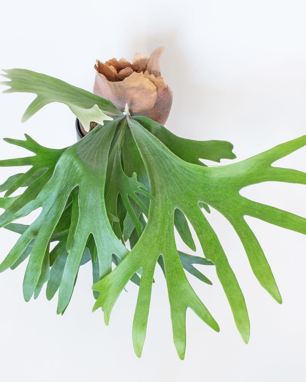 Best indoor and outdoor hanging plants, stag fern