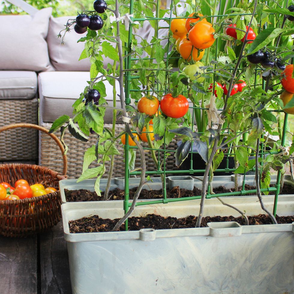 container vegetables gardening vegetable garden on a terrace red, orange, yellow, black tomatoes growing in container
