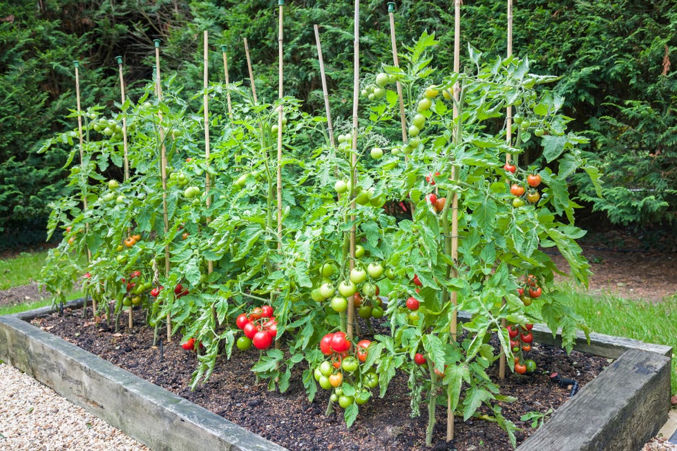 tomato plants with ripe red tomatoes growing outdoors, outside, in a garden in england, uk