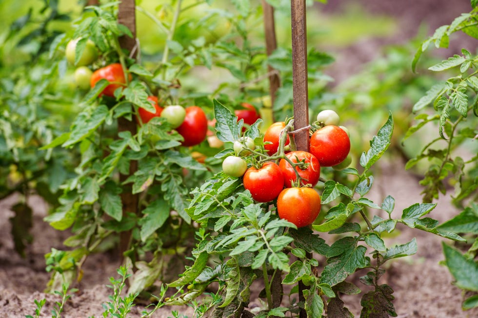 tomateras
