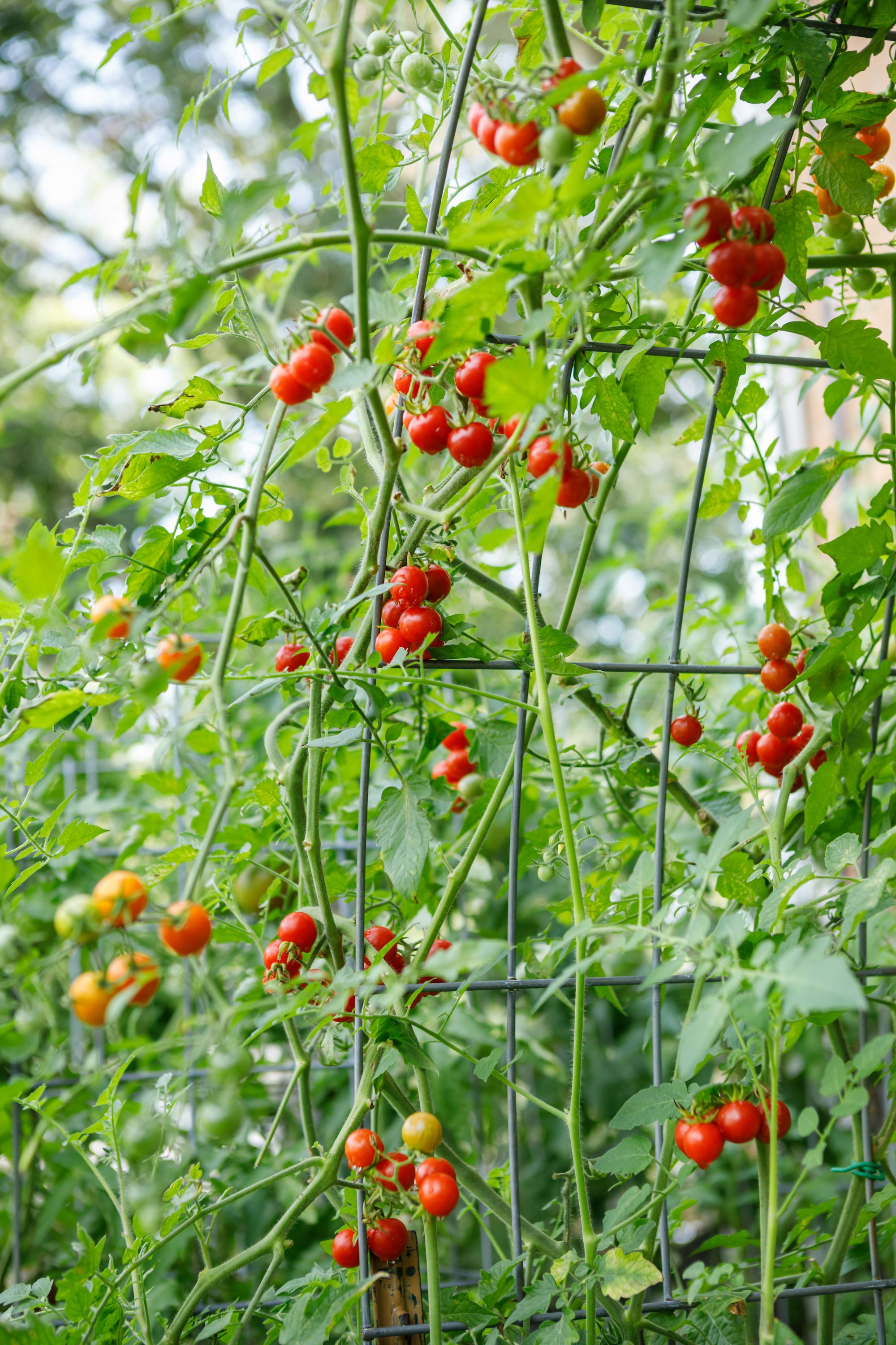Growing Tomatoes - How To Grow Tomatoes