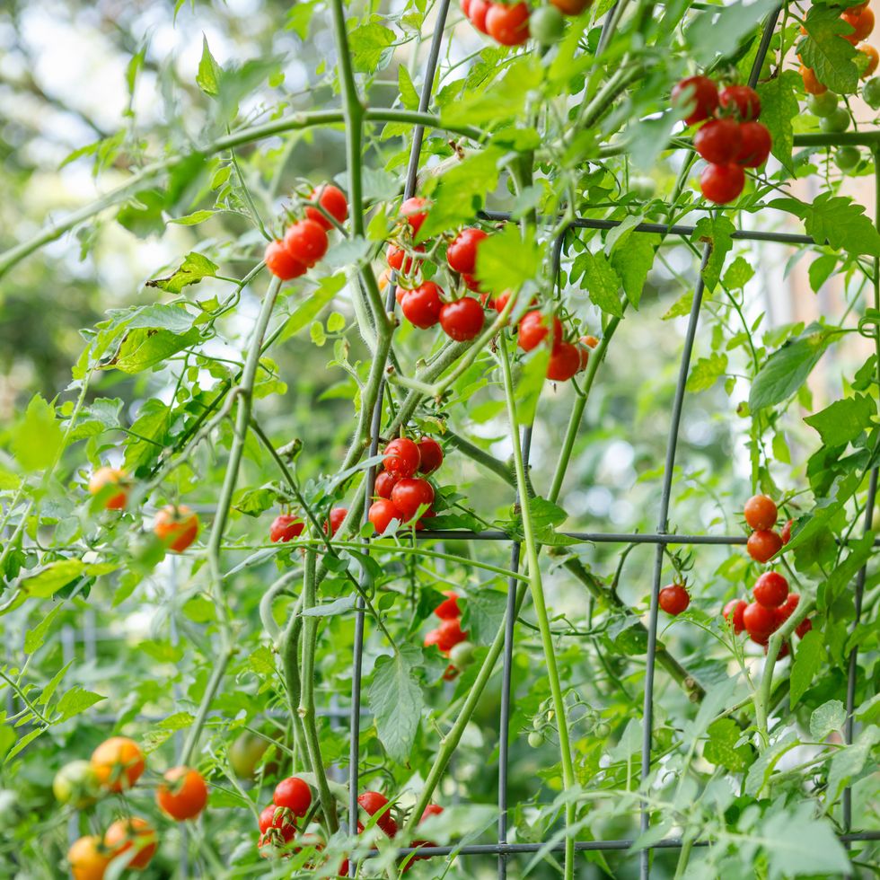fresh red organic vine ripened cherry tomatoes growing on an arched cattle panel trellis in a backyard suburban home garden after a rain