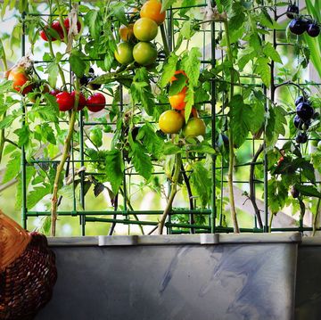 how to grow fruit and vegetables in small spaces 3 expert tips