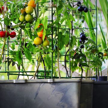 how to grow fruit and vegetables in small spaces 3 expert tips