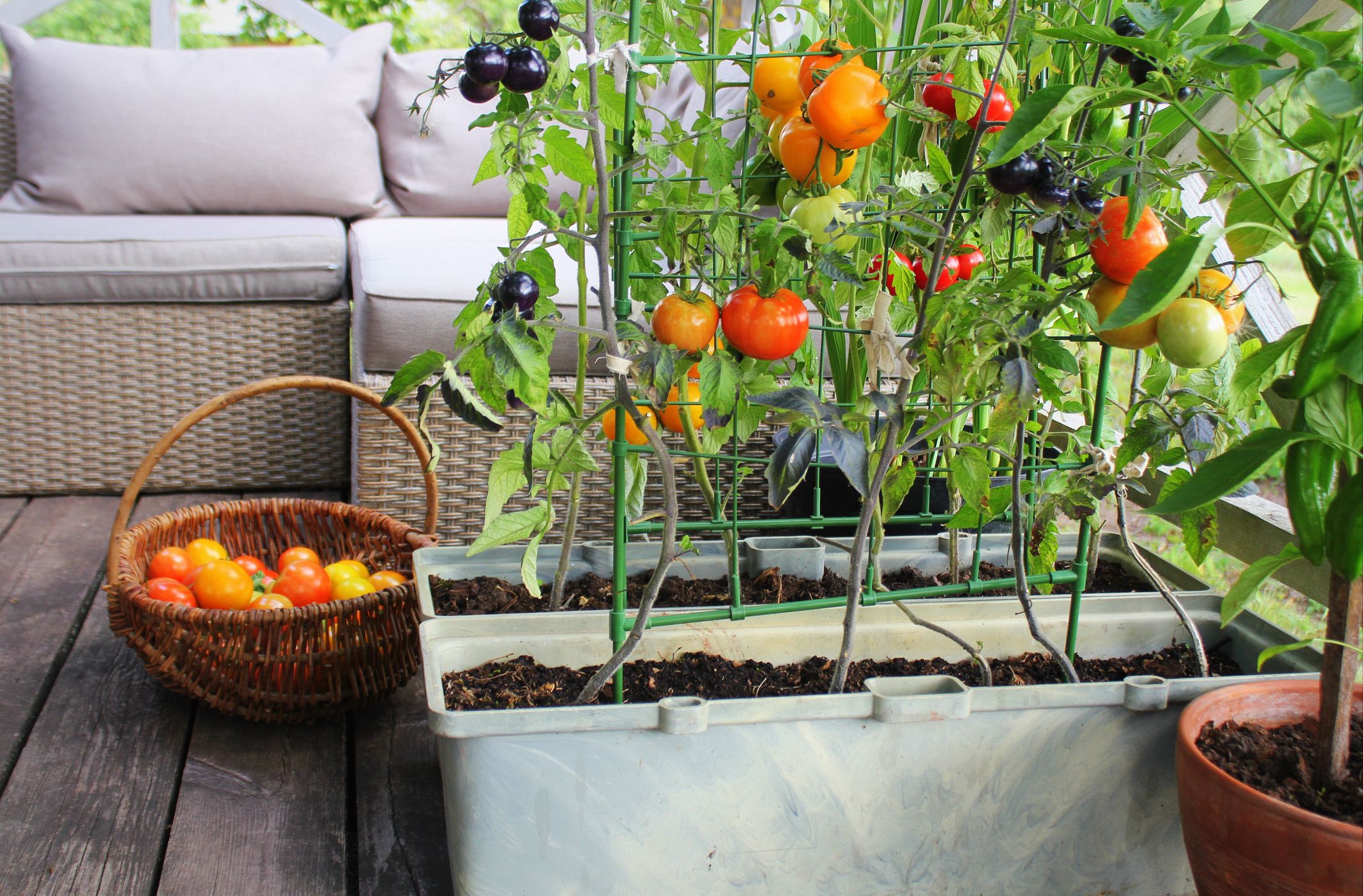 These Are The Best Fruit And Vegetables To Grow On Balconies 