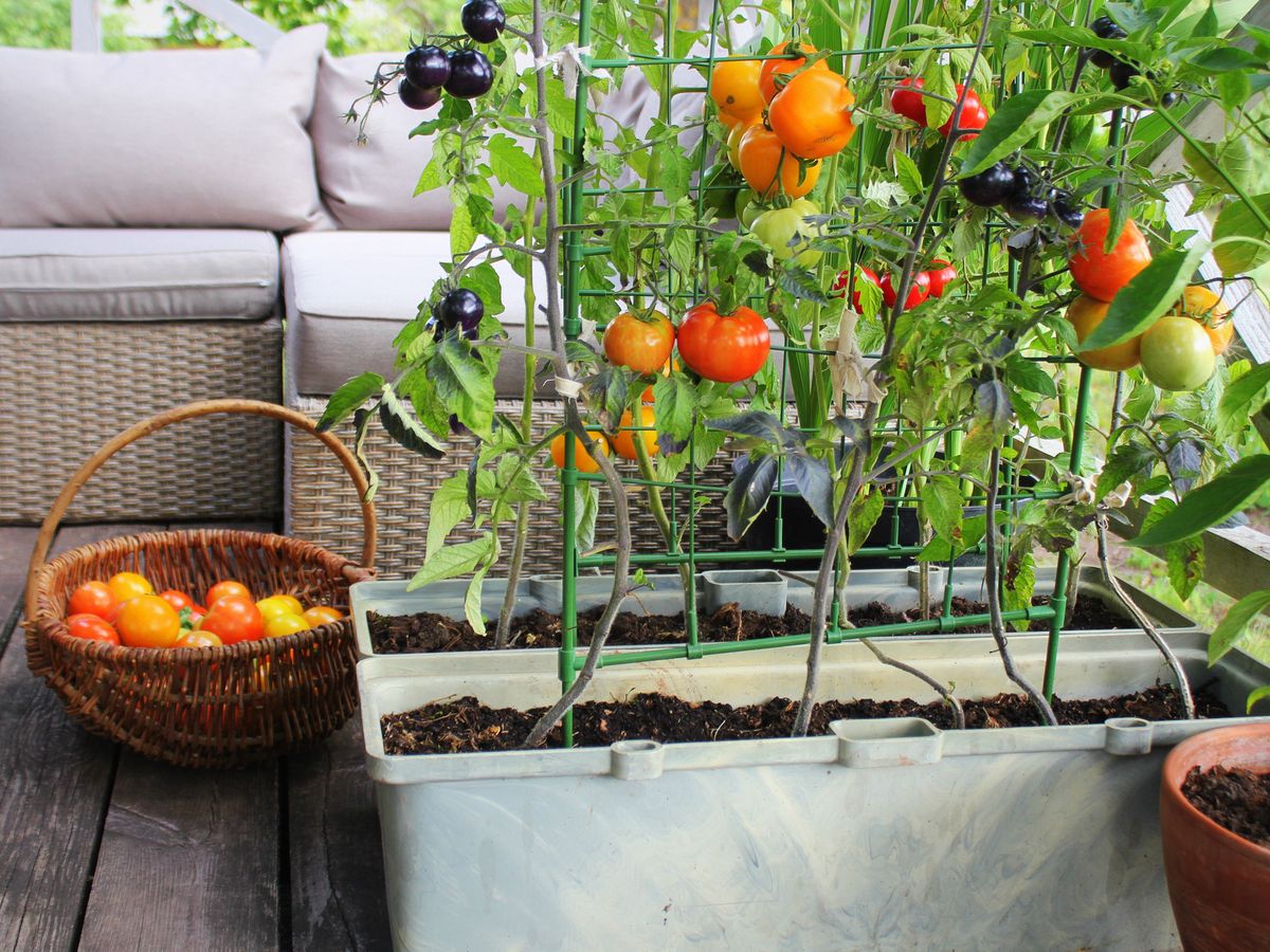 Balcony Plants: The Best Fruit And Veg To Grow On Balconies