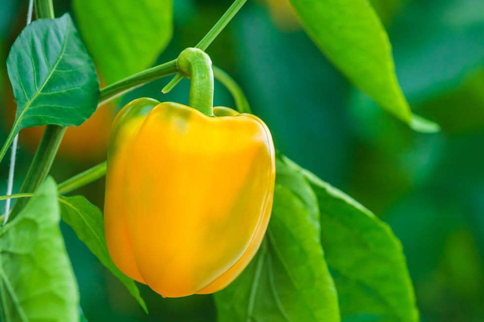 Orange bell pepper in a greenhouse
