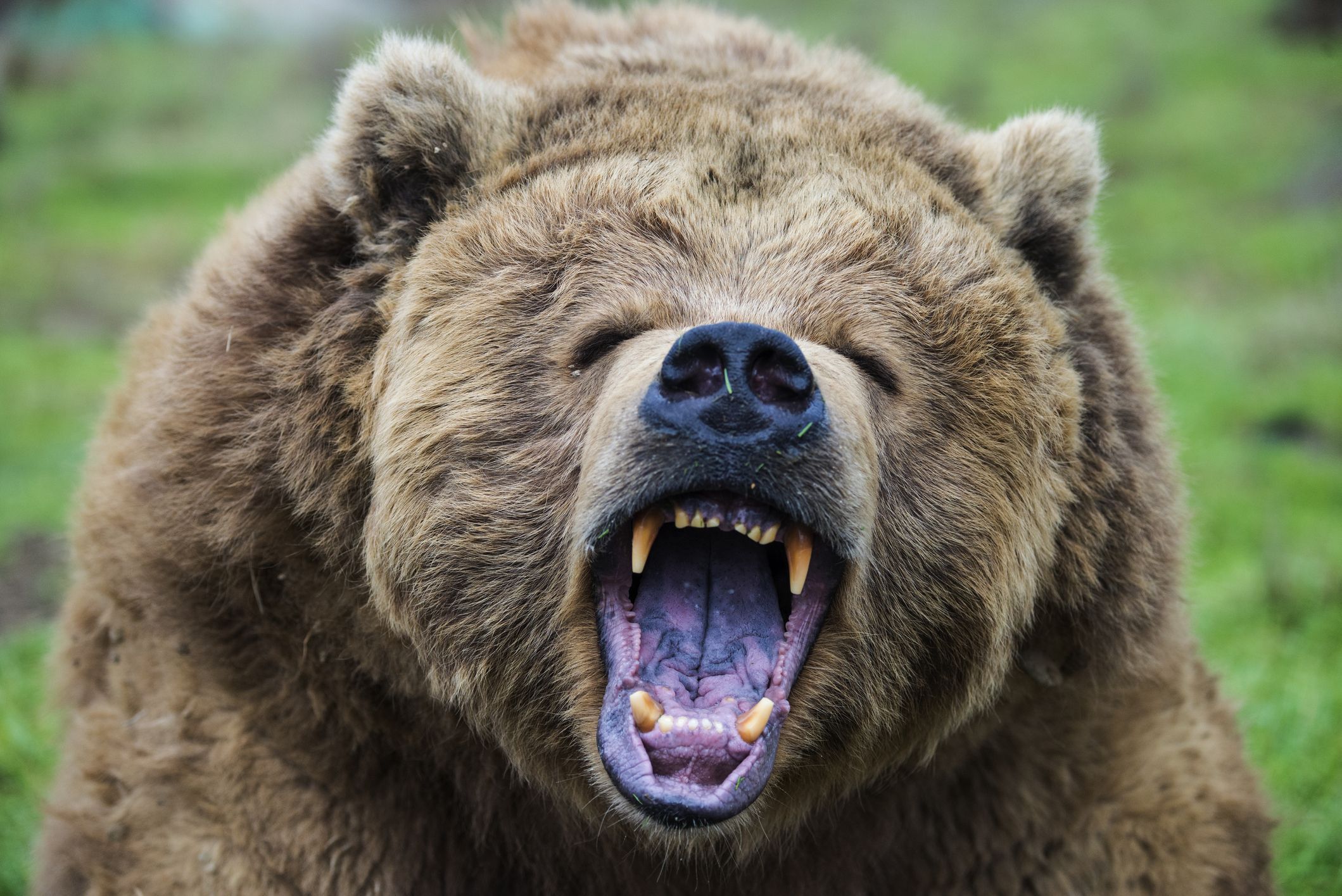 El Impresionante Vídeo De Un Oso Negro Atacando A Un Escalador