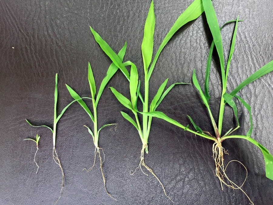 how to get rid of crabgrass
