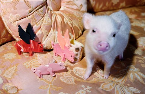 Domestic pig, Pink, Suidae, Skin, Snout, Fawn, Livestock, Rat, Fur, 