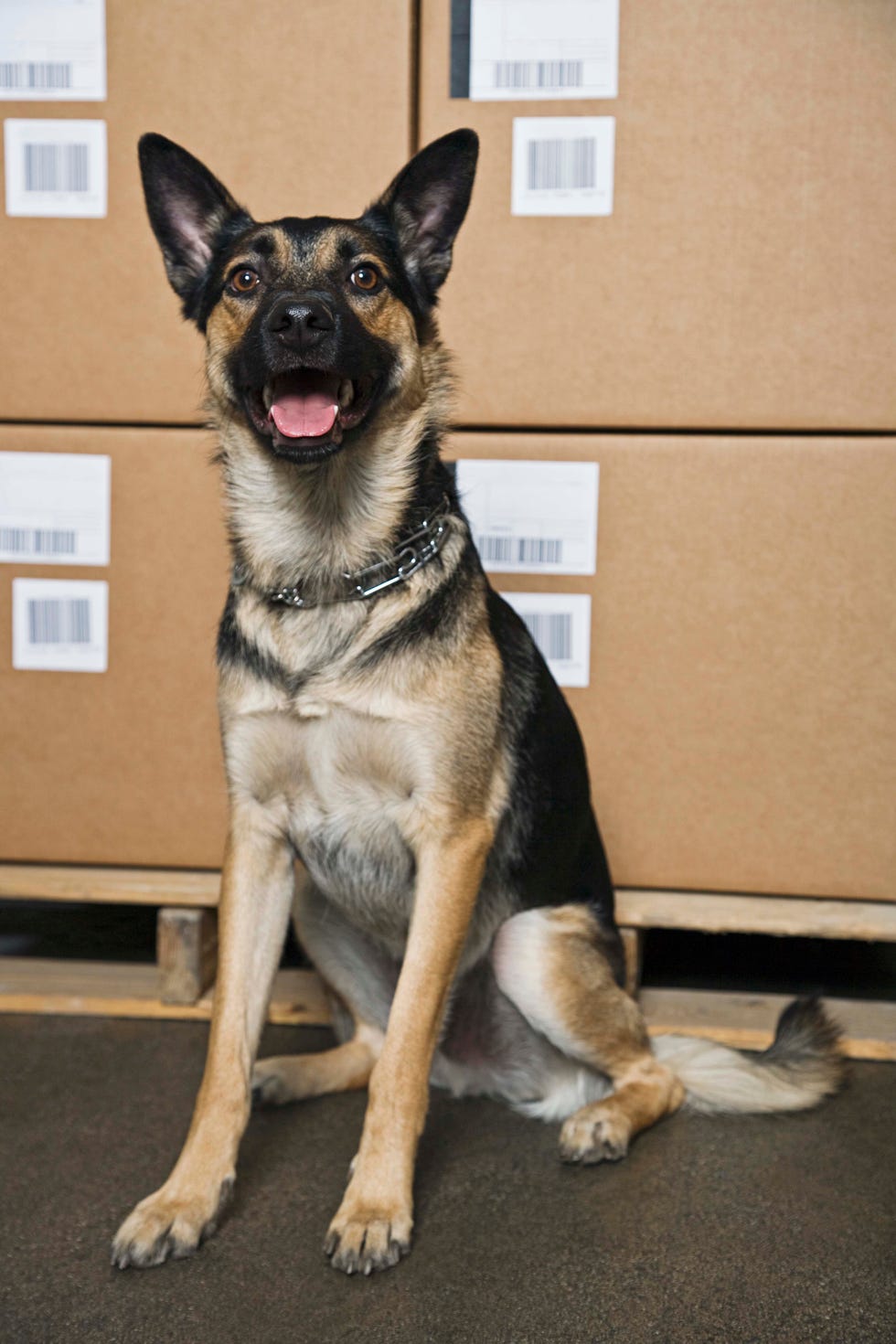12 Easiest Dogs to Train - German Shepard 12 easiest dogs to train german shepard