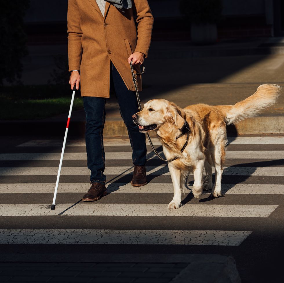 cropped view of blind man with stick and guide dog walking on crosswalk