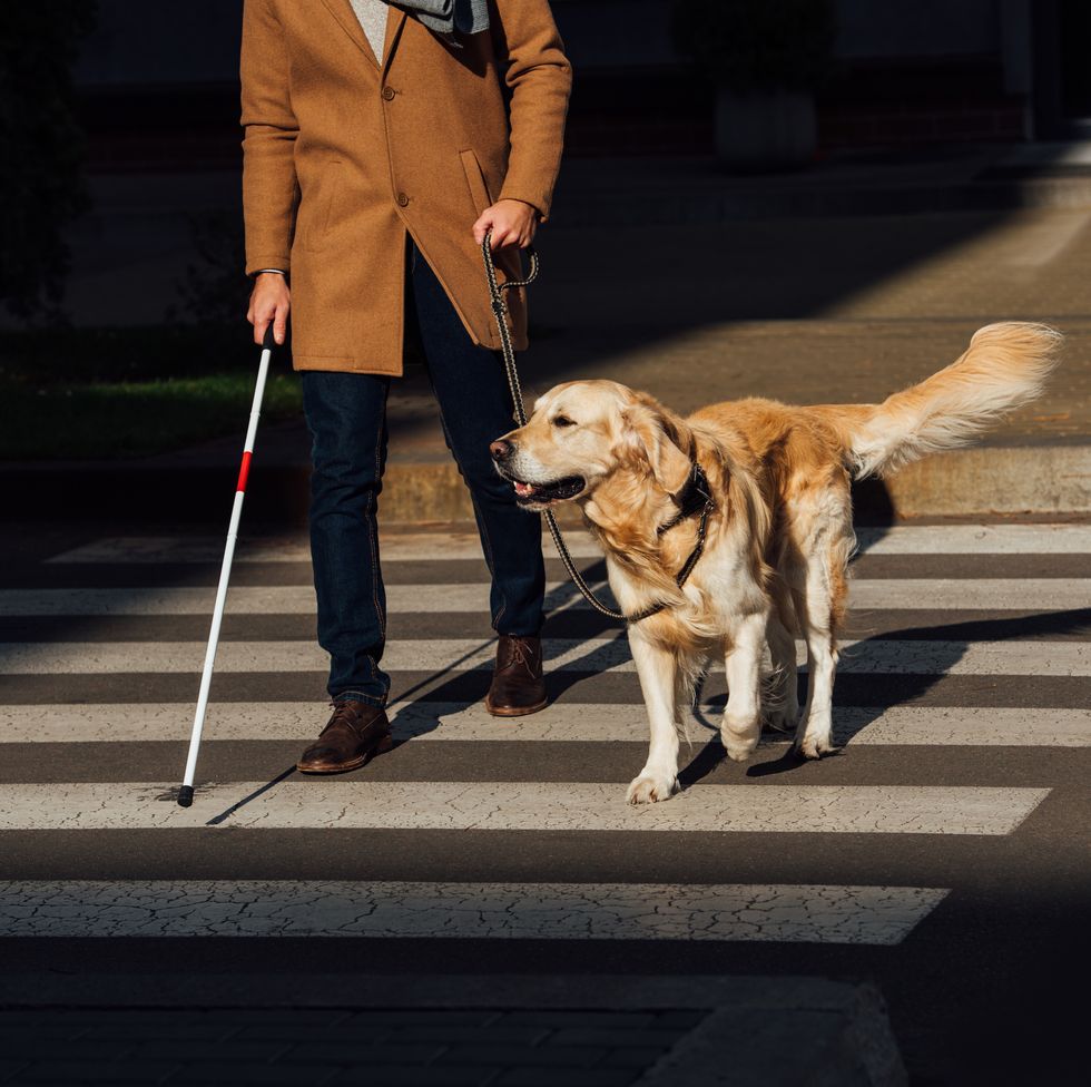 cropped view of blind man with stick and guide dog walking on crosswalk