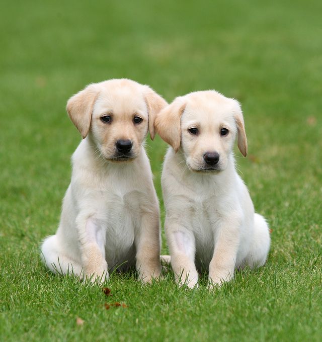 guide dog puppy trainers needed