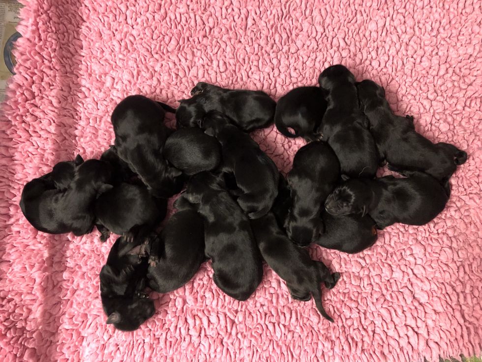 guide dogs record litter of 16 puppies