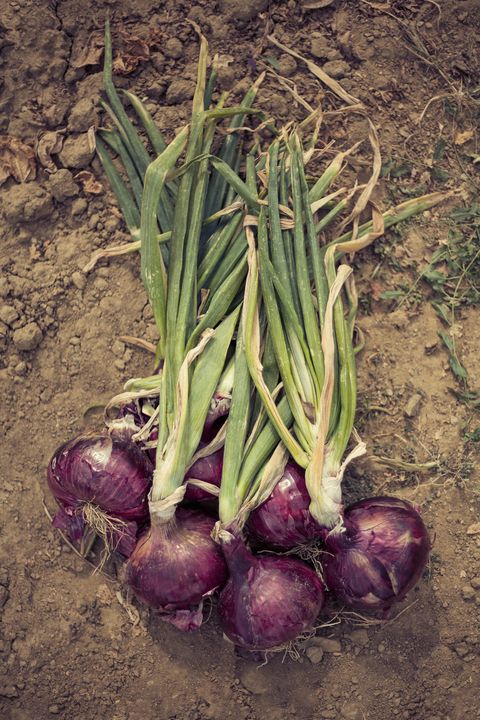 guide to root vegetables  onions