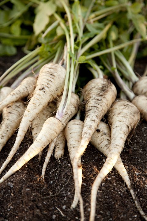 guide to root vegetables  parsnips