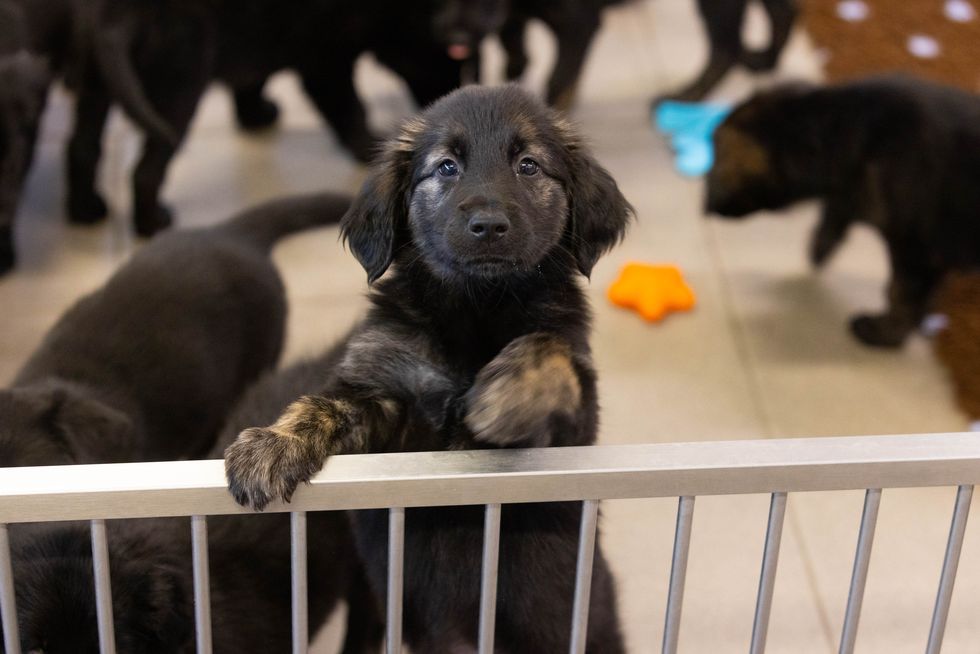 guide dogs record litter of 16 puppies
