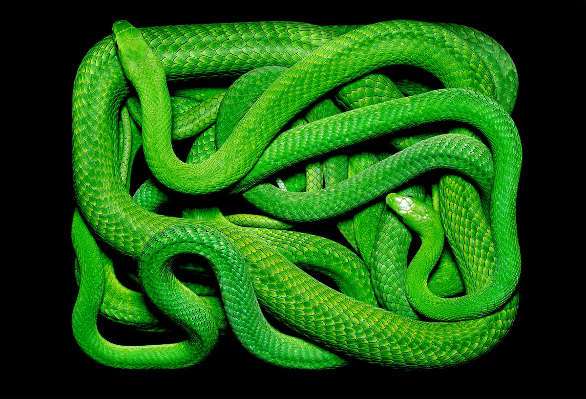 Woman finds deadly snake in her sink: 'Oh my God, it's huge