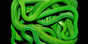 Snake, Serpent, Green, Reptile, Scaled reptile, Smooth Greensnake, Colubridae, Mamba, Plains Gartersnake, Western green mamba, 