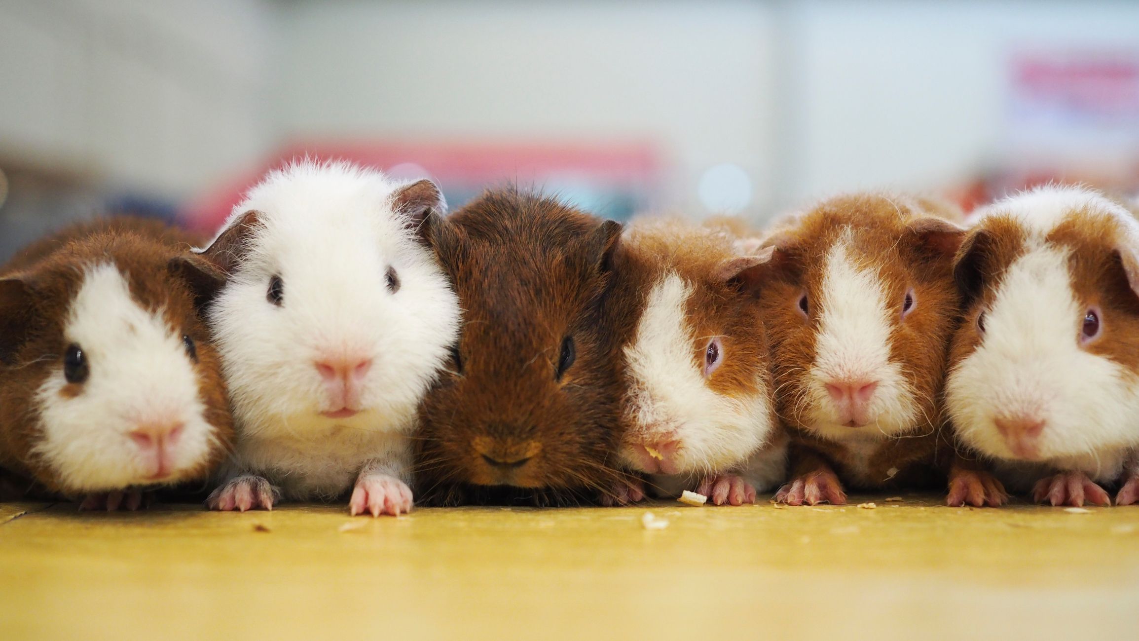 Cutest baby guinea pig in store the world