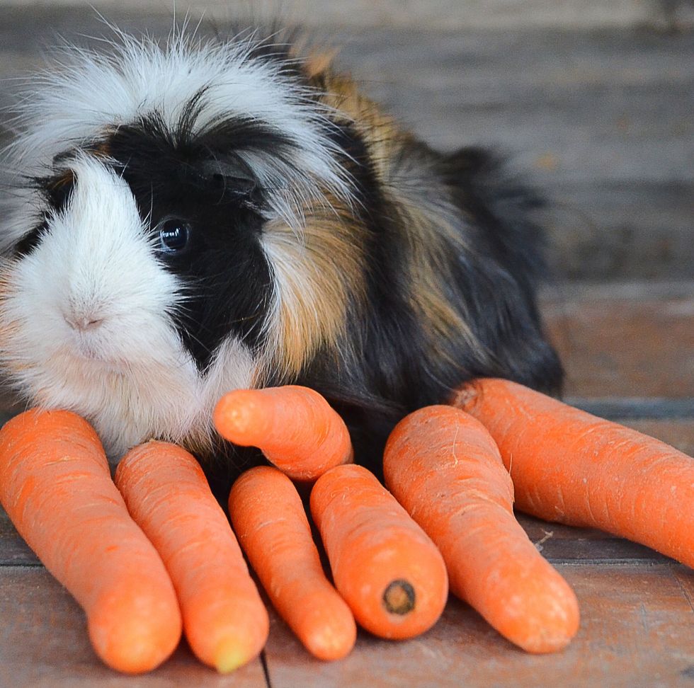 Guinea Pig Breeds Abyssinian Eating Carrots