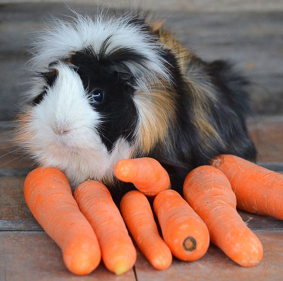 Guinea Pig Breeds Abyssinian Eating Carrots