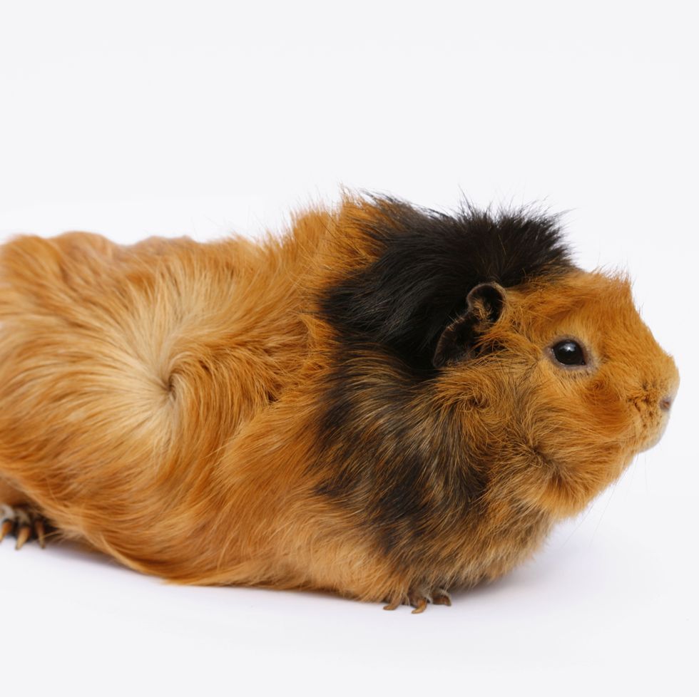 guinea pig abyssinian