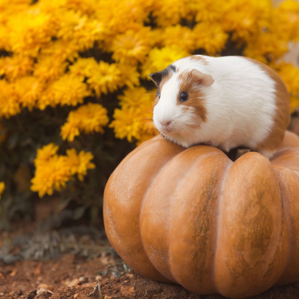 Guinea Pig Breeds American on Pumpkin with Yellow Flowers