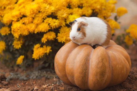 Guinea Pig Breeds American on Pumpkin with Yellow Flowers