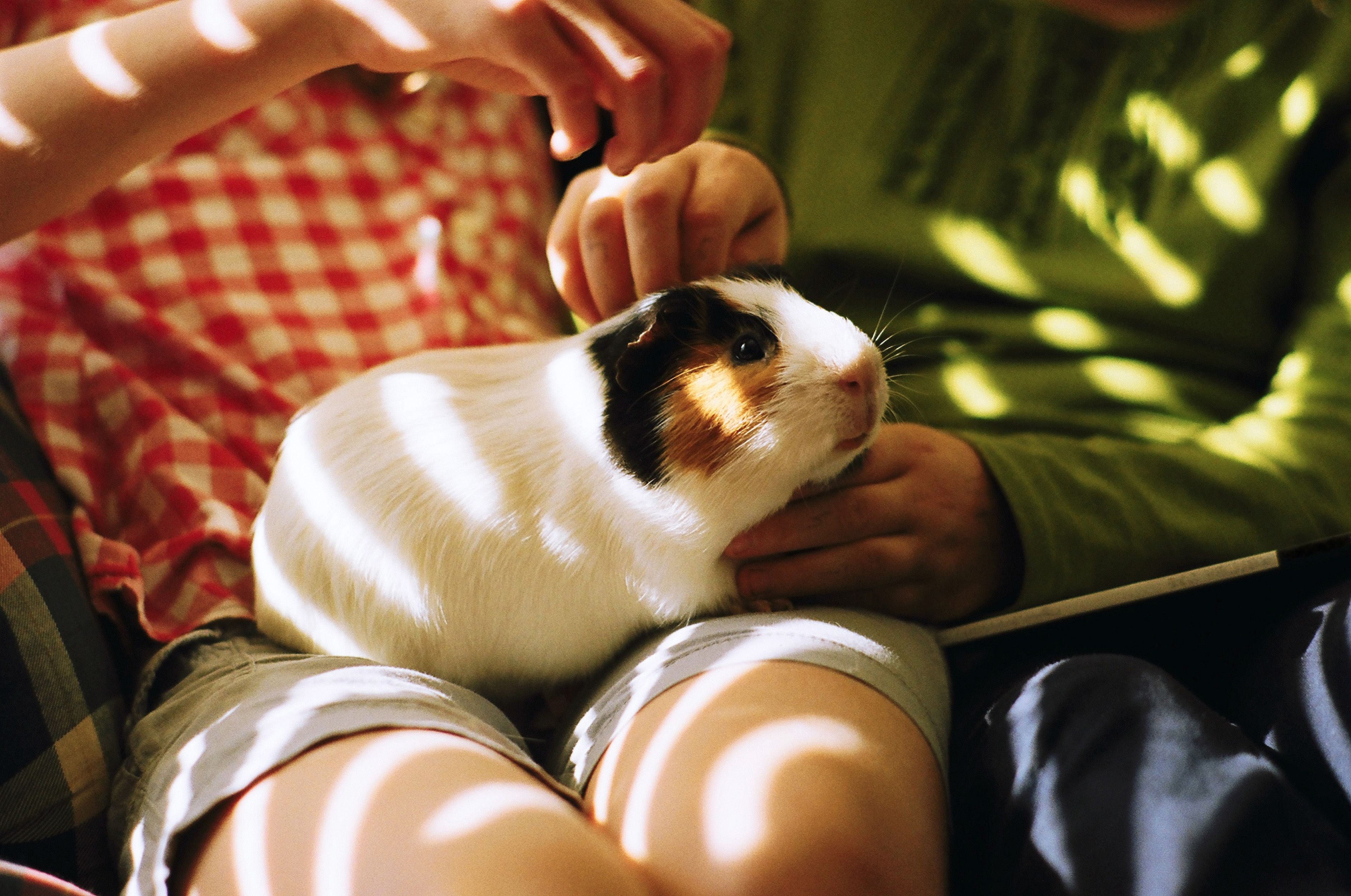 American clearance guinea pig