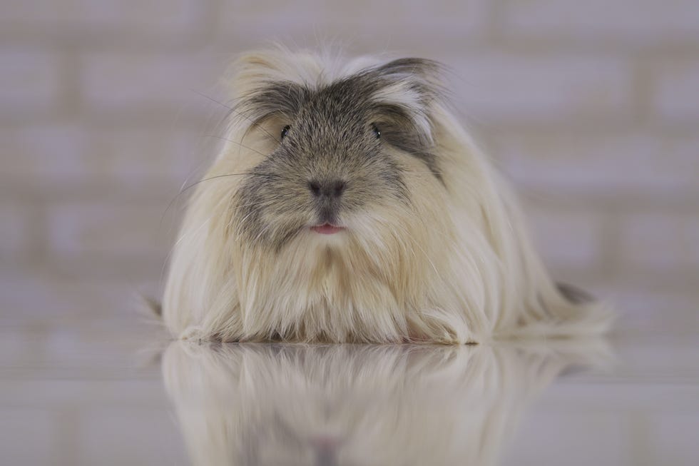 guinea pig breeds Coronet