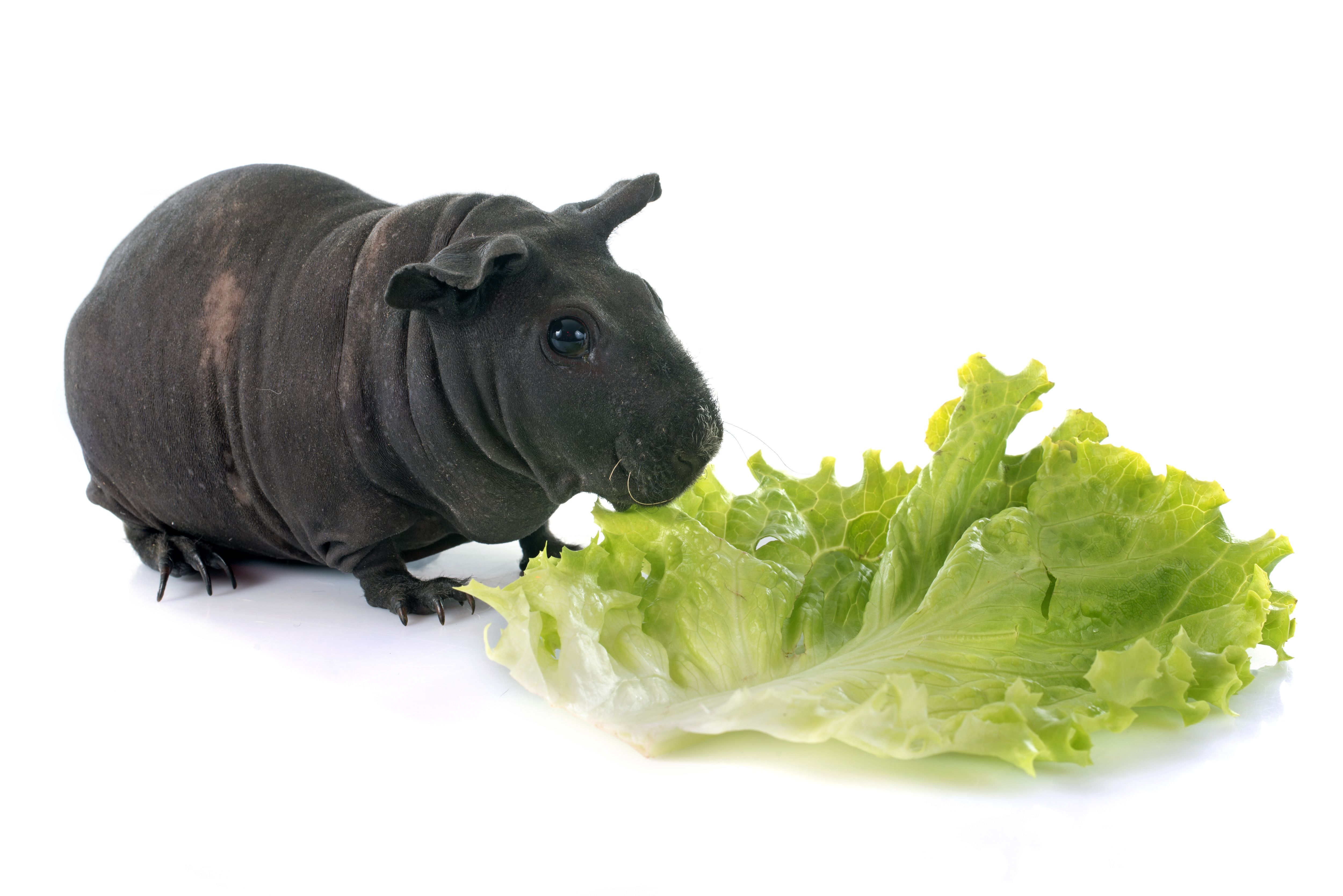 Why is iceberg lettuce shop bad for guinea pigs