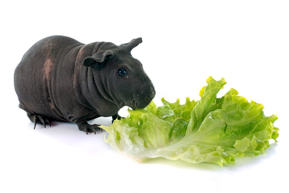 Guinea Pig Breeds Hairless Baldwin Eating on White Background