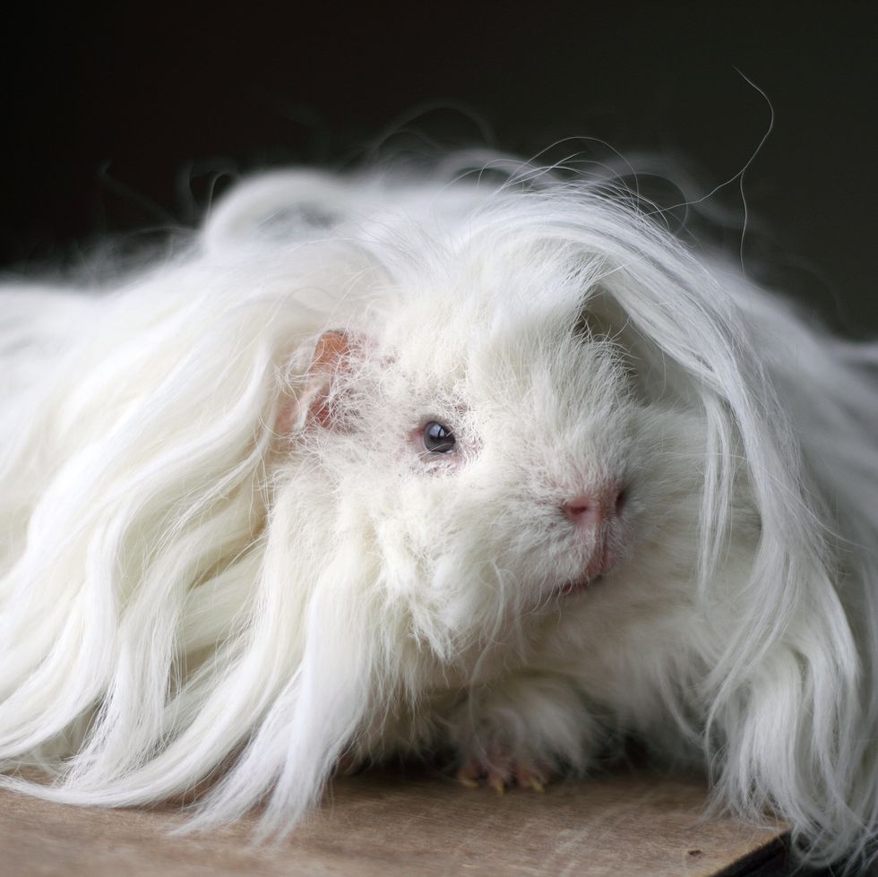 white long haired lunkarya guinea pig
