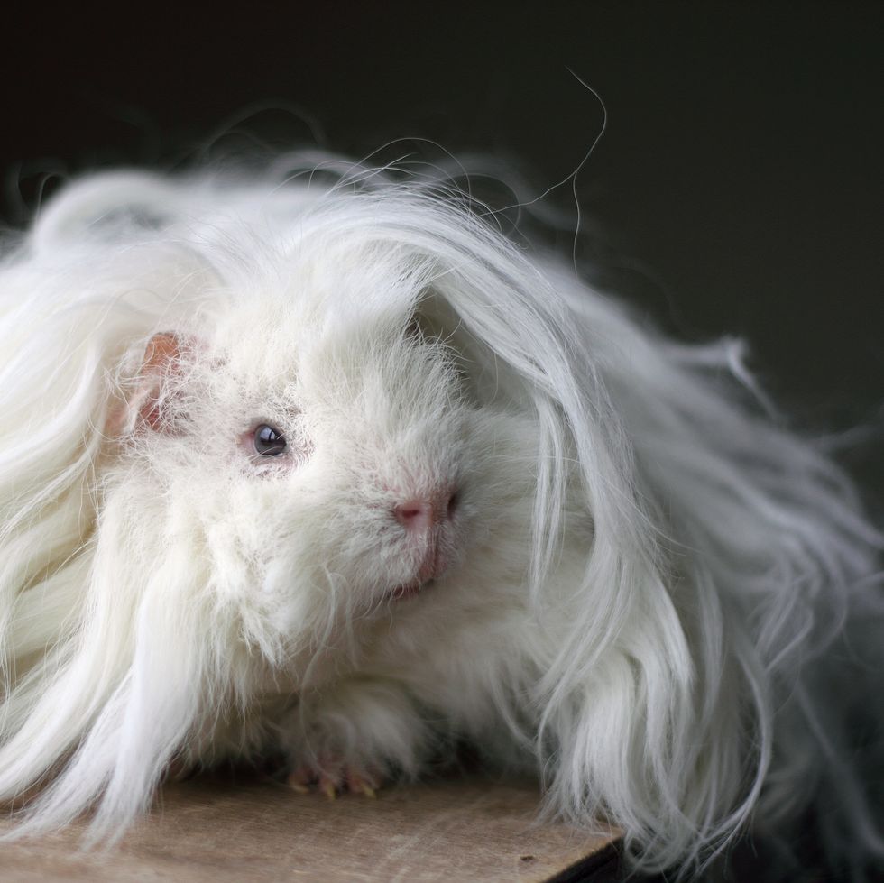 white long haired lunkarya guinea pig