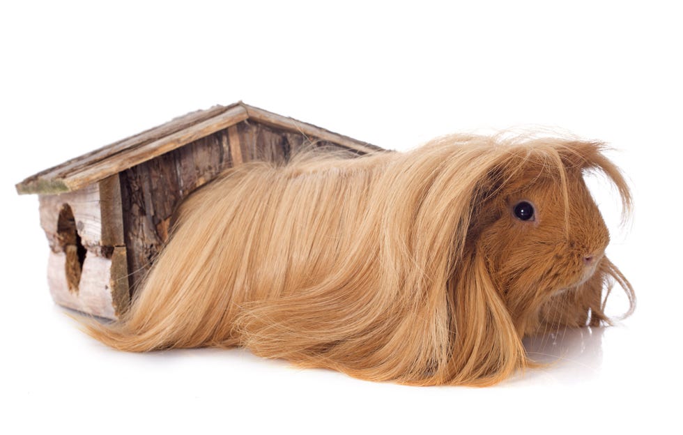Guinea Pig Breeds Peruvian White Background