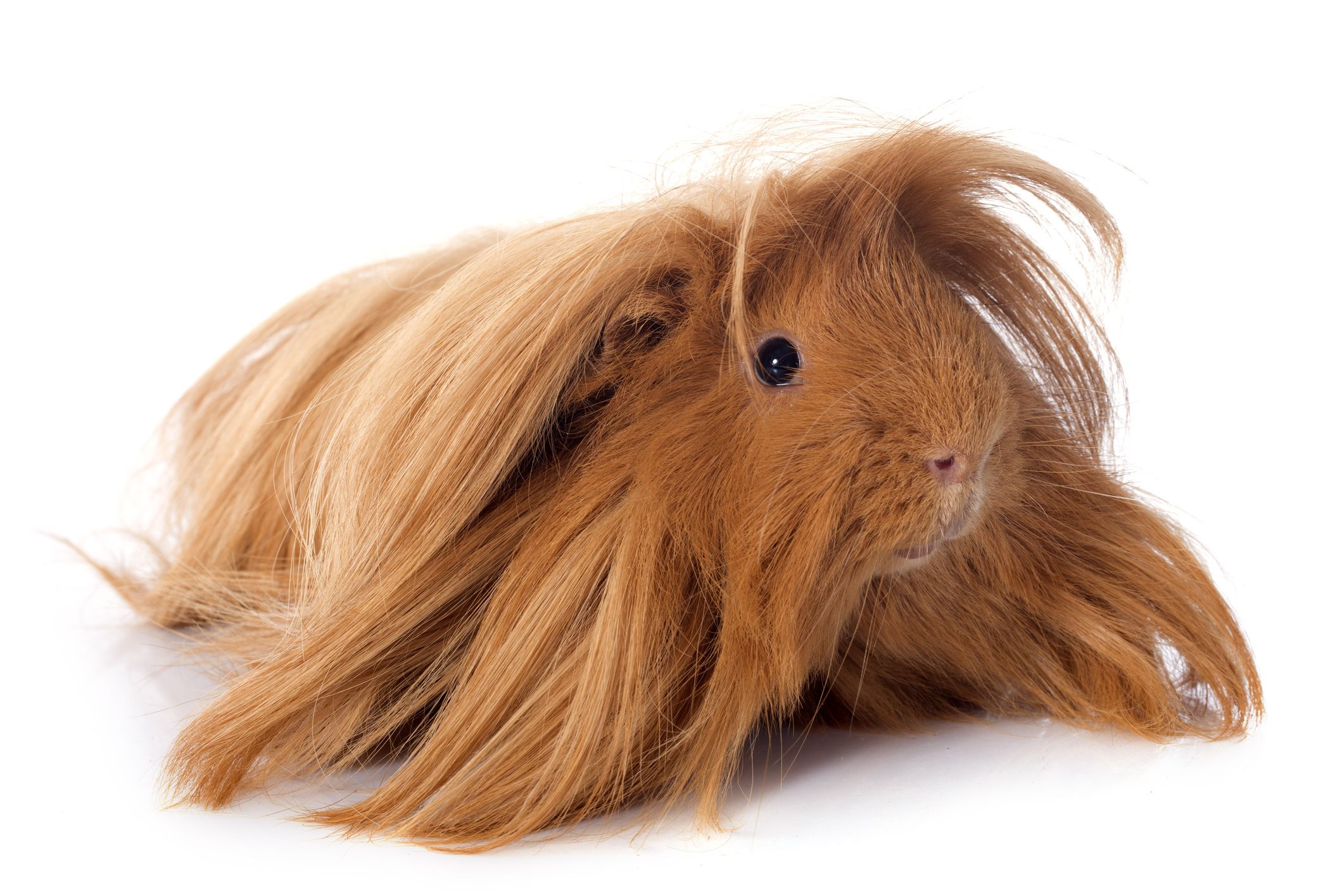 Best guinea clearance pig breed