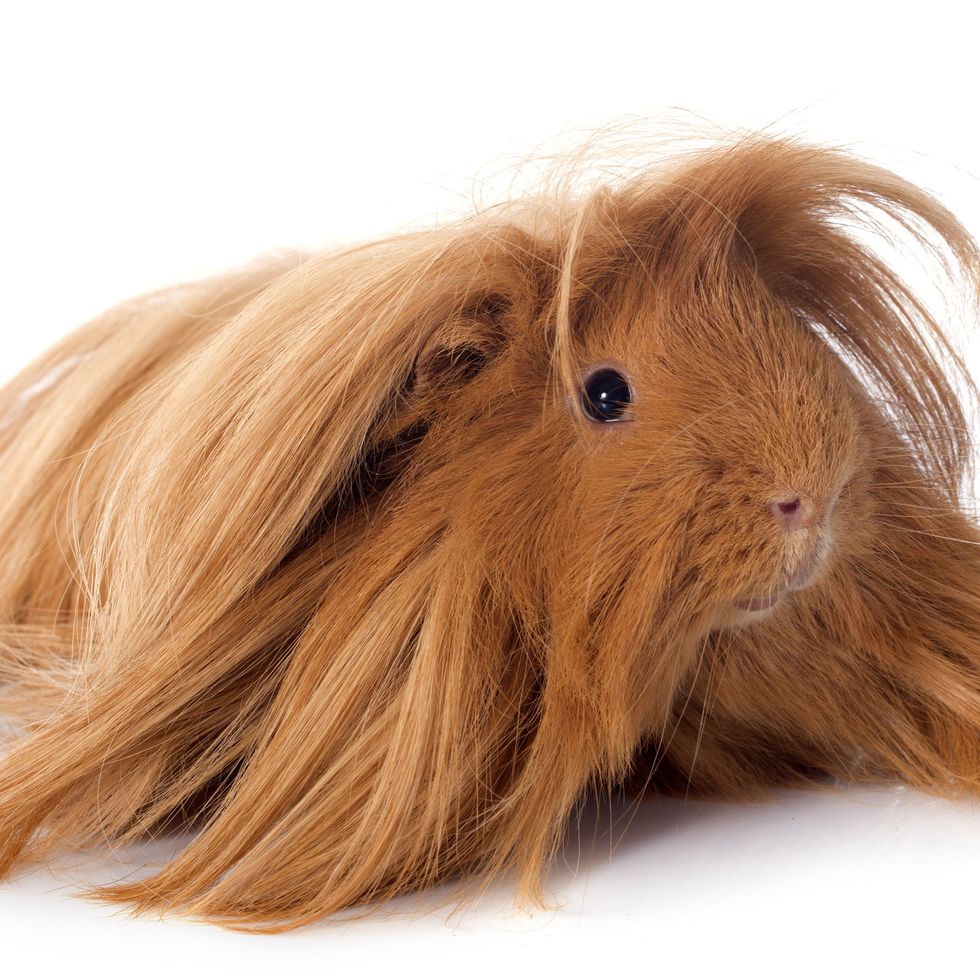 peruvian guinea pig in front of white background