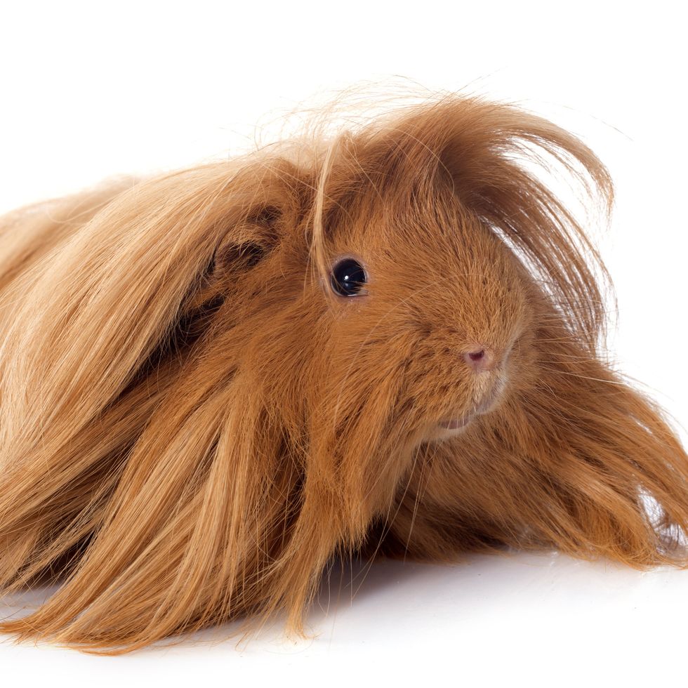 peruvian guinea pig in front of white background