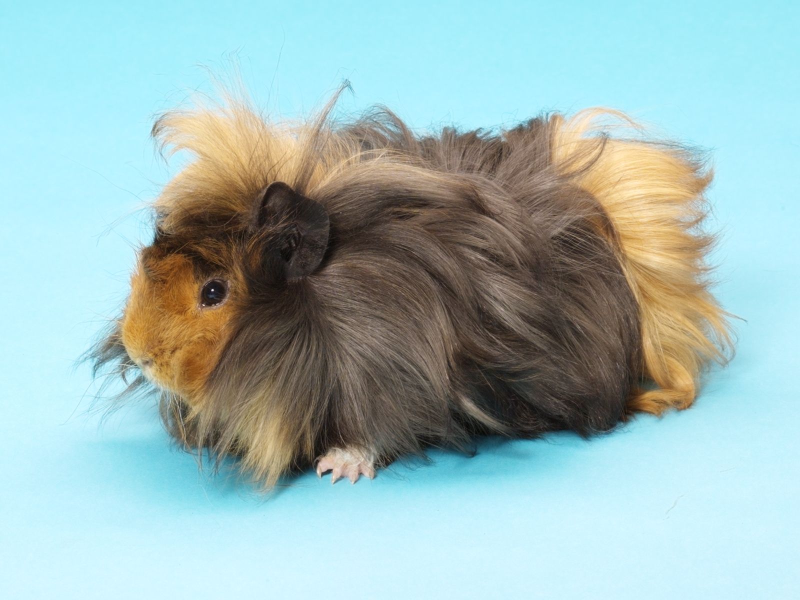 Guinea pig with store rosette on head