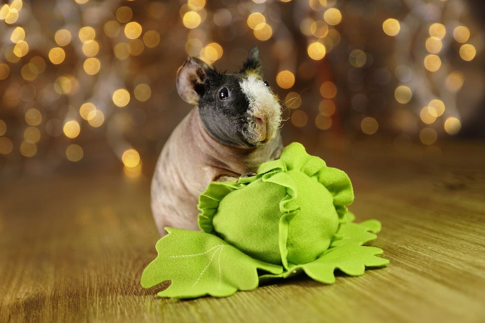 Guinea Pig Breeds Hairless Skinny Baldwin