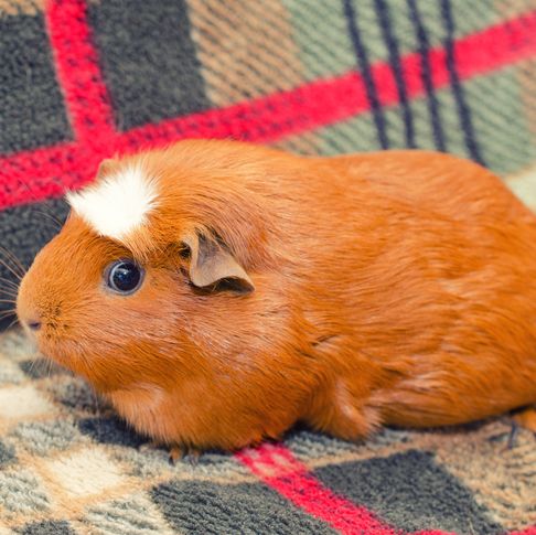 white crested guinea pig sitting on a sofa retro style