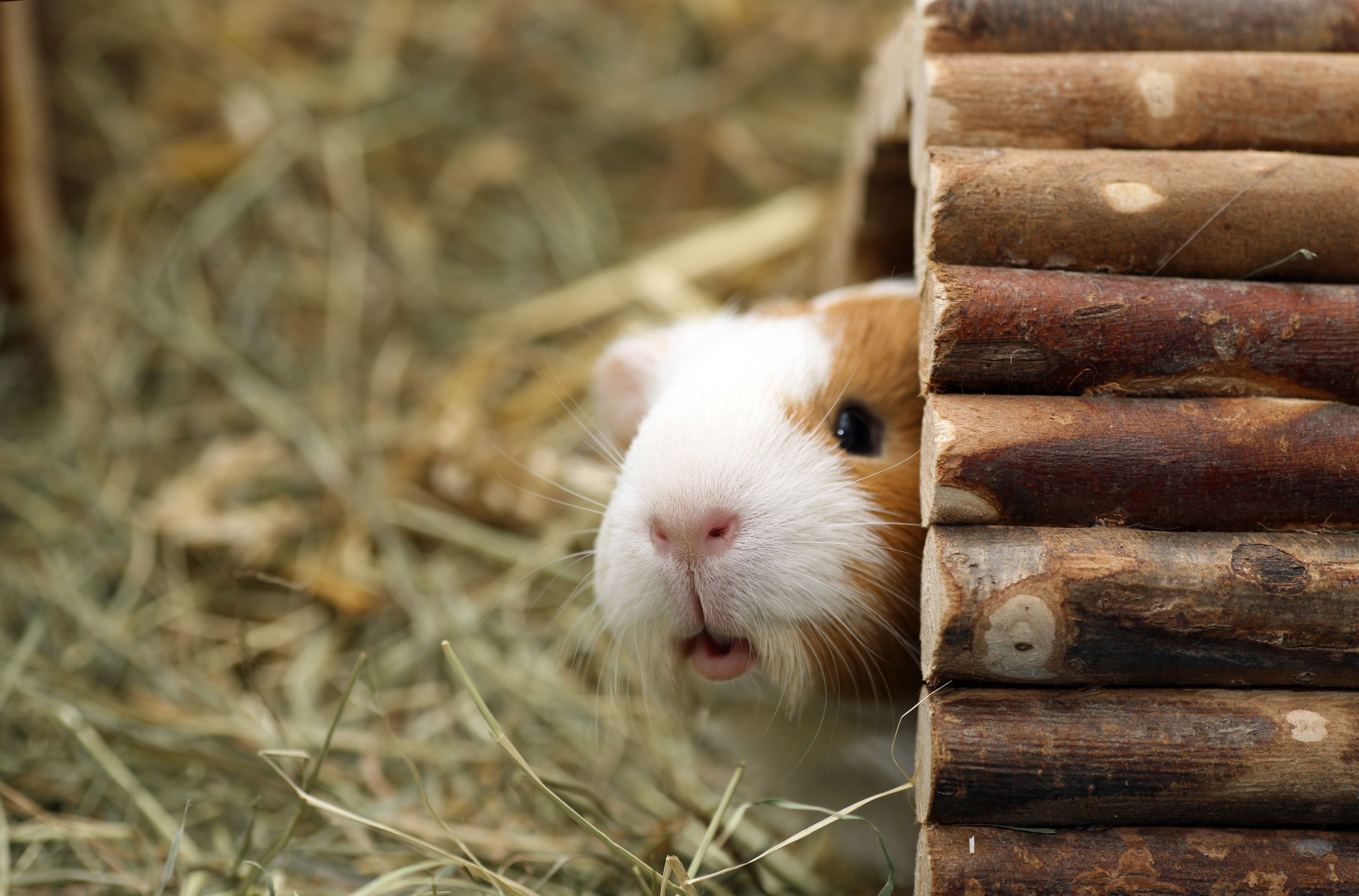 7 huisdieren die gewoon worden opgegeten