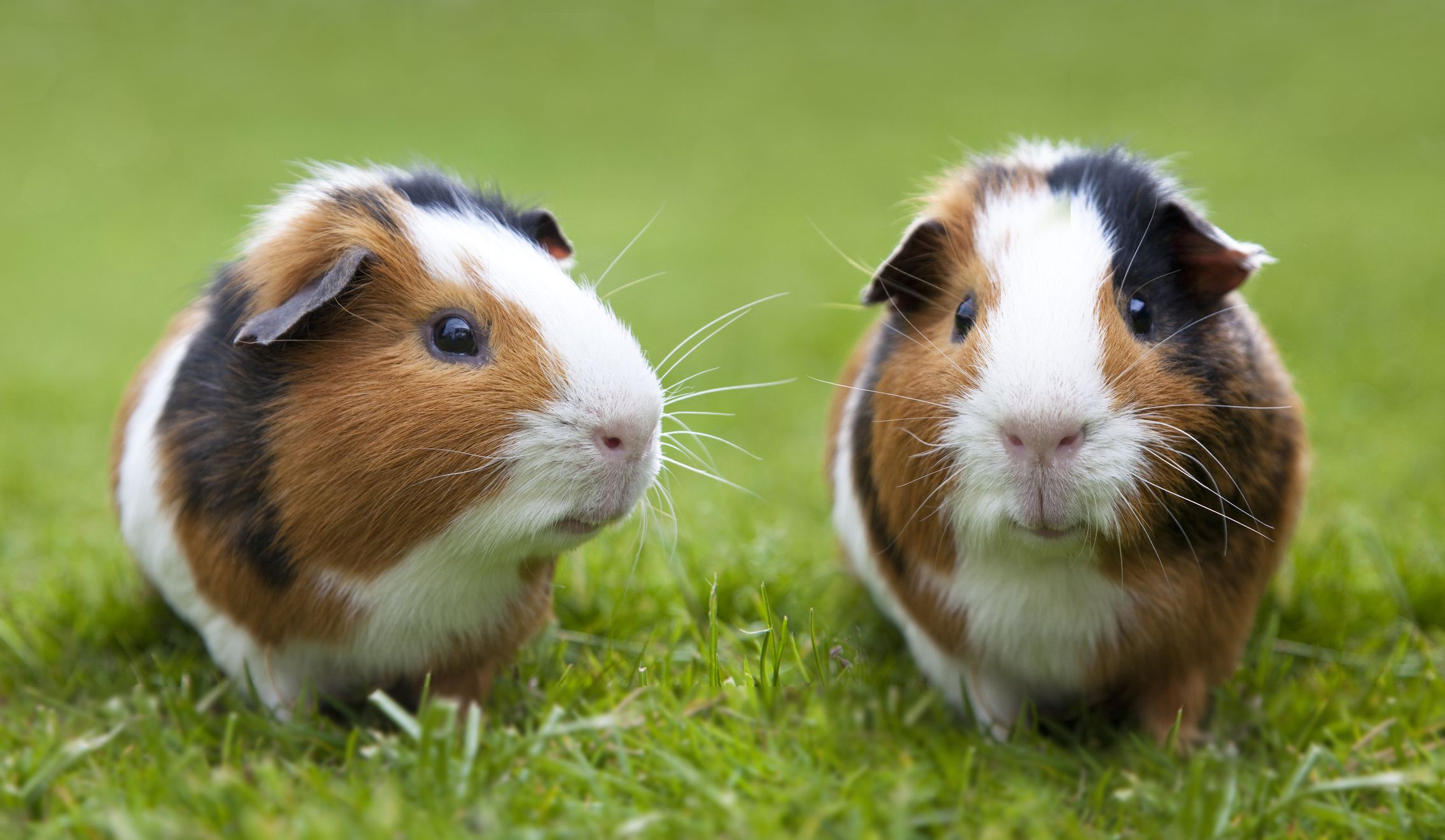 Blue cross guinea store pigs