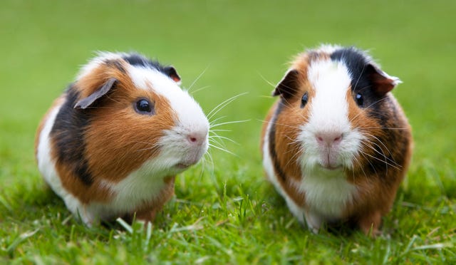 20 Adorable Rabbits and Guinea Pigs Need Fostering - Blue Cross