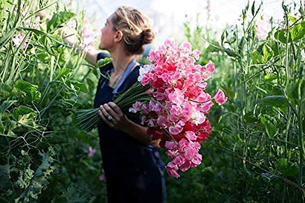 lathyrus odoratus o guisantes de olor, unas plantas trepadoras con flores