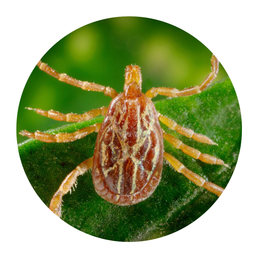 Spider, Insect, Pest, Invertebrate, Parasite, Organism, Arachnid, Araneus, Orb-weaver spider, European garden spider, 