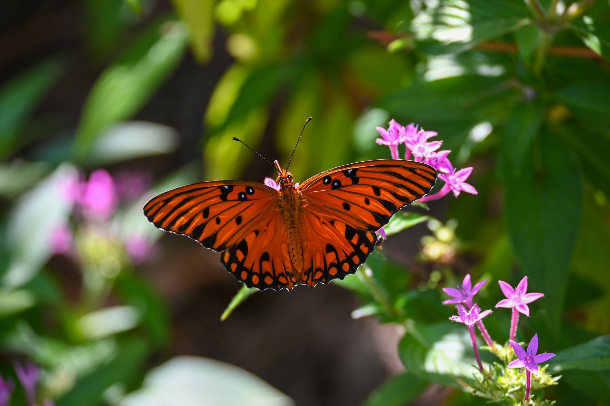 gulf fritillary butterfly on a flower